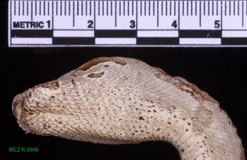 Media type: image;   Herpetology R-2696 Description: Specimen photo;  Aspect: head ventral